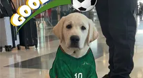 Mundial 2026: AIFA presenta a Gooliat para apoyo emocional