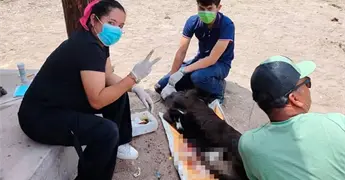 Detectan otro caso de miasis