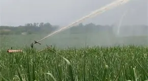 Suspenderá la Conagua riegos cañeros si no llueve