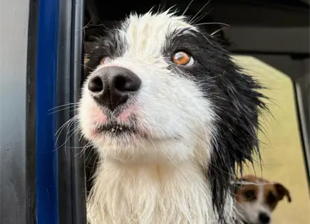 Rescatan a border collie perdida tras ca&iacute;da en Nueva Zelanda