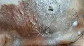 Desconoce la poblaci&oacute;n c&oacute;mo tratar la miasis