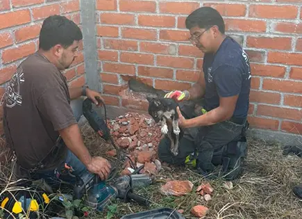 Elementos de Bomberos rescatan un cachorrito