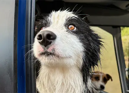 Rescatan a una border collie que pas&oacute; una semana perdida