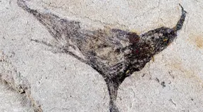 F&oacute;siles complejos hallados en Yunnan revelan vida animal antigua