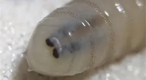 Liberan moscas est&eacute;riles contra el gusano barrenador