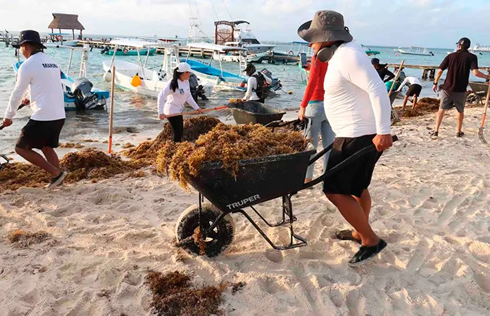 Marina recolecta 16 mil toneladas de sargazo