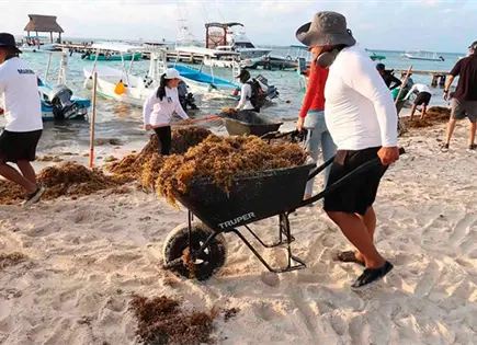 Marina recolecta 16 mil toneladas de sargazo Marina recolecta 16 mil toneladas de sargazo