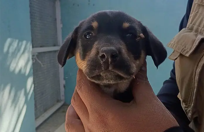 Rescatan a perritos abandonados