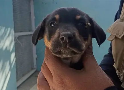 Rescatan a perritos abandonados