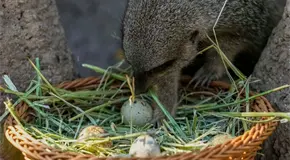 Zoológico chileno organiza búsqueda de huevos de Pascua para animales Zoológico chileno organiza búsqueda de huevos de Pascua para animales