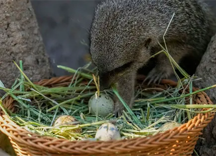 Zool&oacute;gico chileno organiza b&uacute;squeda de huevos de Pascua para animales