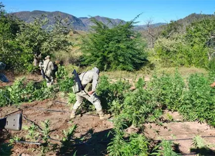 Ej&eacute;rcito destruye sembrad&iacute;os de droga en la sierra de Badiraguato