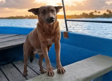 Envenenan a Beni, perra que ayudaba en limpieza de presa en Oaxaca