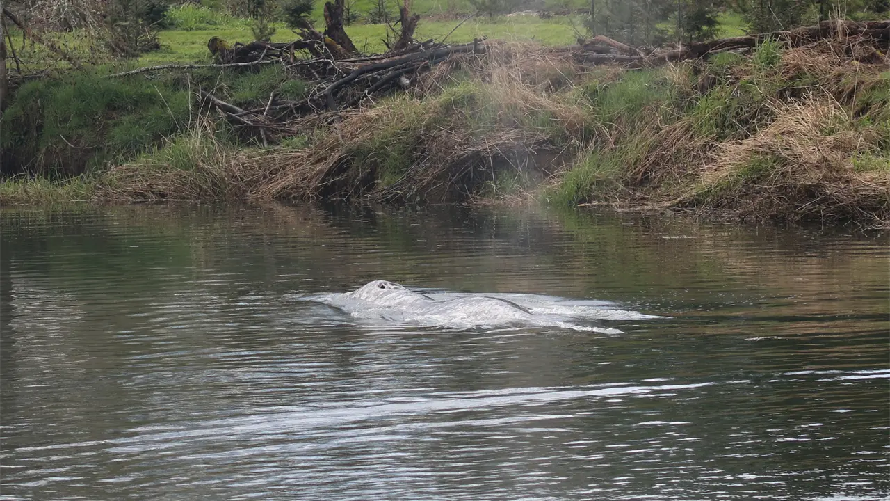 Investigadores analizan muerte de ballena gris juvenil en río Willapa, Washington