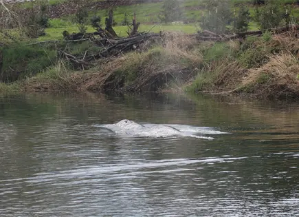 Investigadores analizan muerte de ballena gris juvenil en río Willapa, Washington Investigadores analizan muerte de ballena gris juvenil en río Willapa, Washington