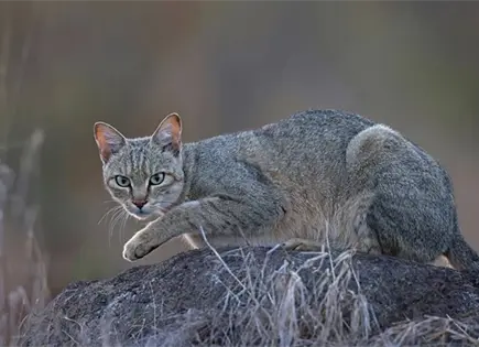 ¿Qué plantas y flores son seguras tener en casa si tienes gatos? ¿Qué plantas y flores son seguras tener en casa si tienes gatos?