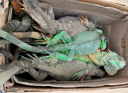 Rescatan casi 200 iguanas en Oaxaca por presunto tr&aacute;fico ilegal