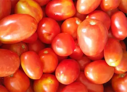 Se dispara precio del  jitomate por sequia