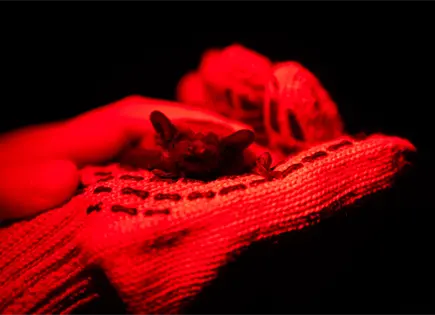 Ucranianos liberan murci&eacute;lagos rescatados de la guerra