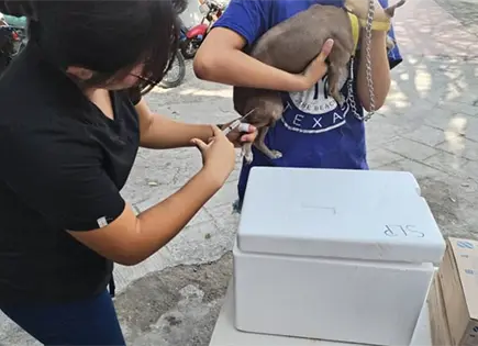 Jornada de vacunaci&oacute;n antirr&aacute;bica