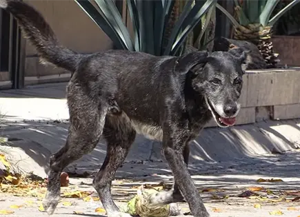 Mantienen asegurados 70 canes en el CIBA