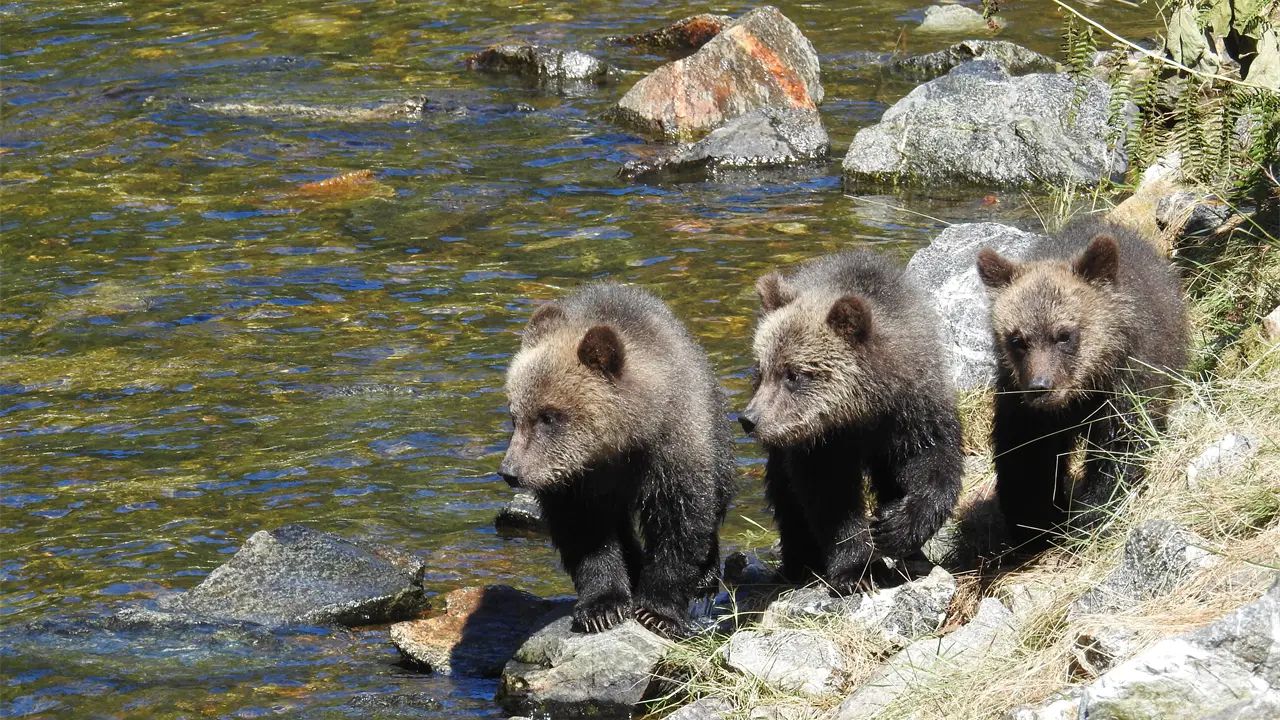 Rescatan en Laos cachorros de oso vendidos en Facebook