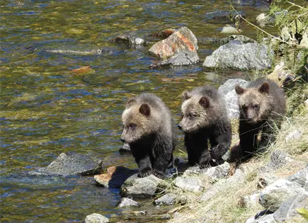 Rescatan en Laos cachorros de oso vendidos en Facebook Rescatan en Laos cachorros de oso vendidos en Facebook