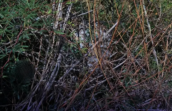 Bomberos retiran enjambre de abejas