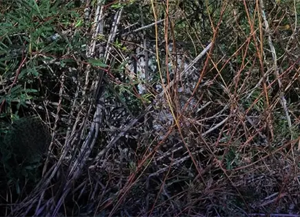 Bomberos retiran enjambre de abejas