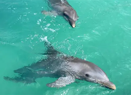 Delfines asegurados en Canc&uacute;n est&aacute;n enfermos, confirma Profepa