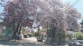 La flor palo de rosa embellece viviendas