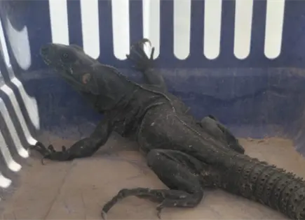 Rescatan iguana en zona urbana de Villa de Pozos