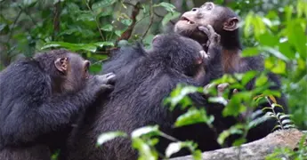 Estudio revela c&oacute;mo la divisi&oacute;n social detona violencia letal en chimpanc&eacute;s