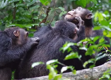 Estudio revela c&oacute;mo la divisi&oacute;n social detona violencia letal en chimpanc&eacute;s