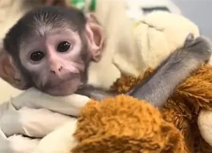 &iquest;Punch mexicano? Zool&oacute;gico de Guadalajara presenta a Yuji