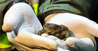 Voluntarios salvan miles de ranas en bosque cerca de Varsovia