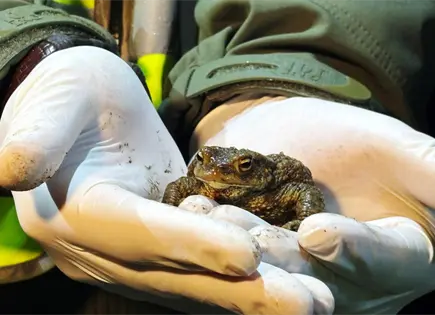 Voluntarios salvan miles de ranas en bosque cerca de Varsovia