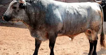 Anuncian corrida internacional en SLP