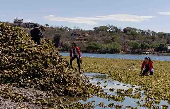 Luchan contra plaga de lechuguilla en Yosocuta