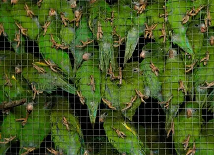 Impune, venta en redes de fauna ex&oacute;tica