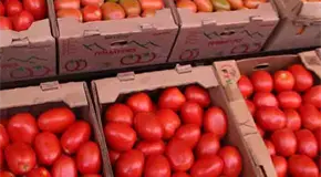 Kilo del jitomate se comercia hasta en 52 pesos