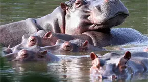 Colombia autoriza eutanasia para hipopótamos en Hacienda Nápoles Colombia autoriza eutanasia para hipopótamos en Hacienda Nápoles