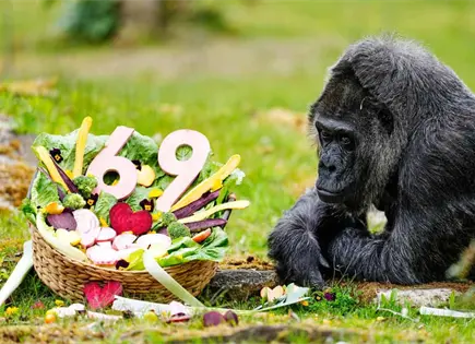 Fatou, la gorila, cumple 69 a&ntilde;os en el zool&oacute;gico de Berl&iacute;n