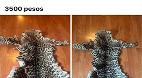 Ofertan piel de ocelote en redes sociales