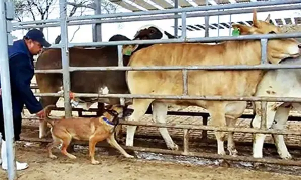 UNAM entrena perros para detectar gusano barrenador