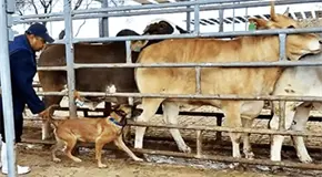 UNAM entrena perros para detectar gusano barrenador