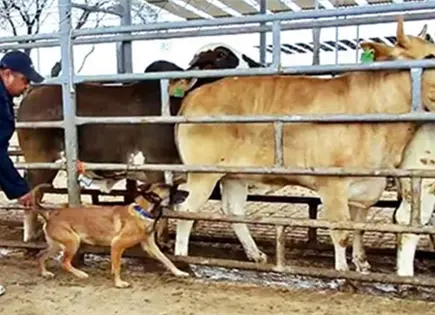 UNAM entrena perros para detectar gusano barrenador UNAM entrena perros para detectar gusano barrenador