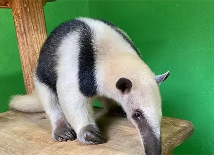 Oso hormiguero en peligro es protegido tras rescate en Oaxaca Oso hormiguero en peligro es protegido tras rescate en Oaxaca