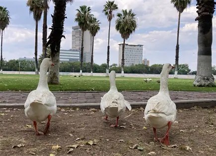 Detectan aumentos en cobros del Tangamanga I