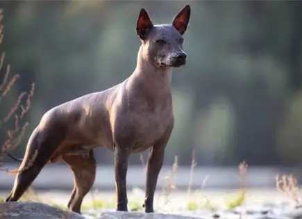 C&aacute;mara de Diputados aprueba D&iacute;a Nacional del Xoloitzcuintle en M&eacute;xico